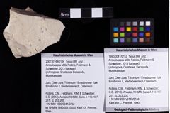 Foto (Objket + Etiketten) von Ambulocapsa altilis (Robins, Feldmann & Schweitzer, 2013) 